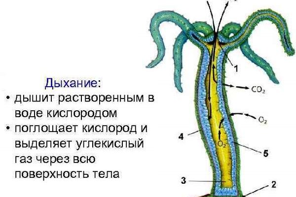 Http kraken 2kr