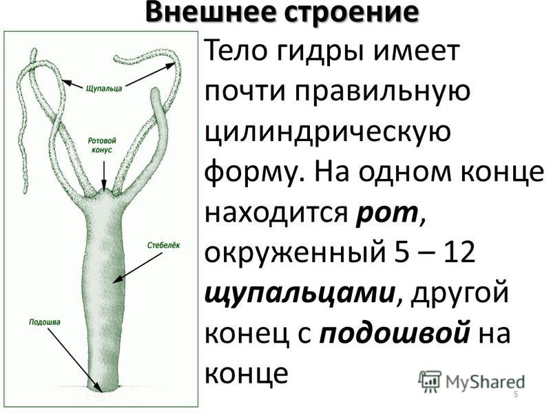 Актуальное зеркало на кракен